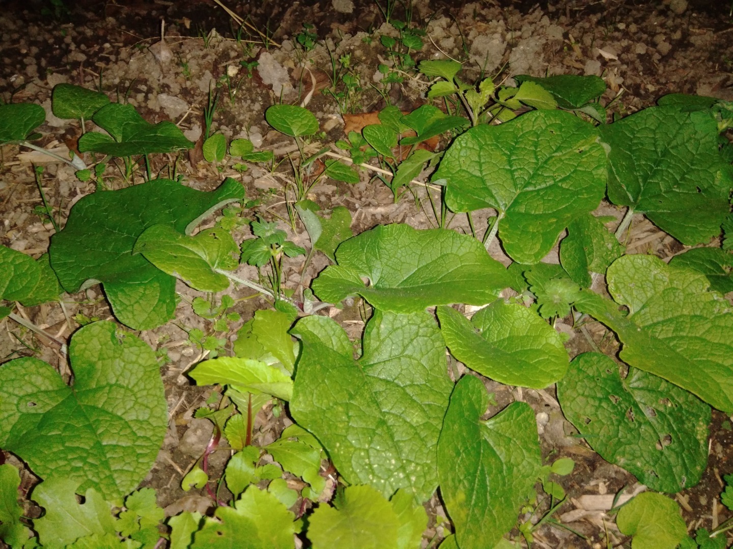 牛蒡種まき秋蒔き12月1日の菜園栽培様子は少し大きくなっている 病気滅し健康的な高栄養価野菜を自然力で育てる 水玄和鹽