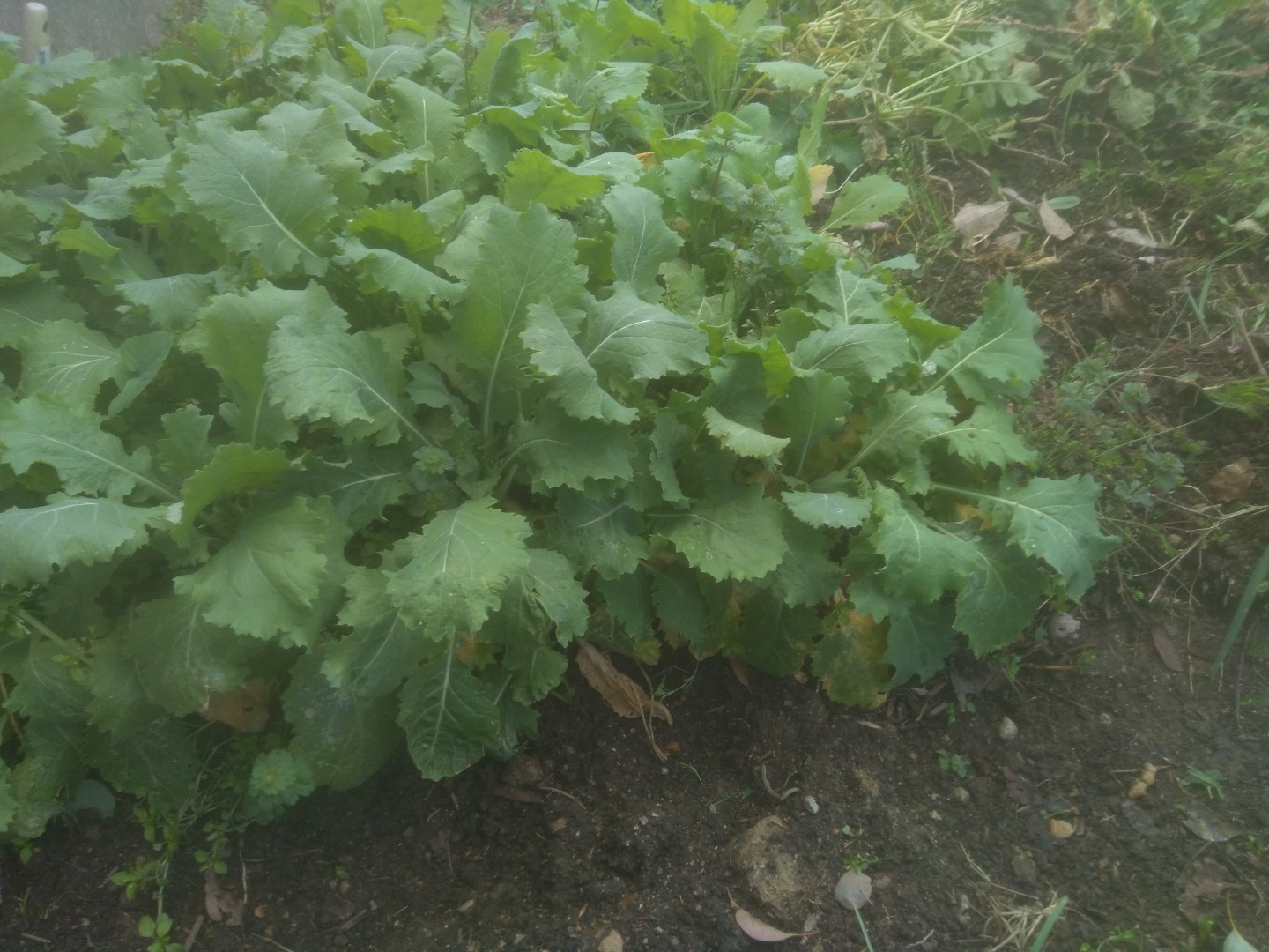 冬季節旬野菜 小蕪菜園栽培 成長は遅いが日陰でも育ってる